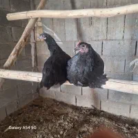 مرغ استرالوپ پاک