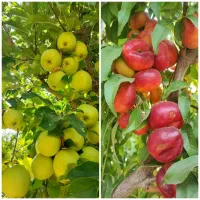 نهالستان  نمونه  مرادبکلو|خدمات باغبانی و درختکاری|کاشان, امیرکبیر|دیوار