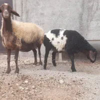 گوسفند میش بره دار