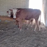 گوساله نر سیمنتال