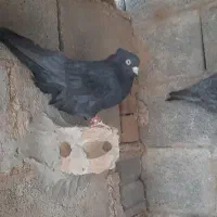 کبوتر سینه و سیاه بهبهانی|پرنده|مرودشت, کناره|دیوار