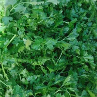 سبزی تازه بوعلی