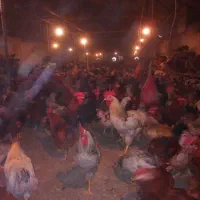 تخم نطفه دار جهت جوجه کشی|حیوانات مزرعه|گرگان, |دیوار