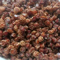 آلو خورشتی محصول باغ برغال