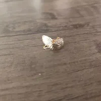 گوشواره طلا