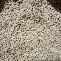 جو درجه یک|حیوانات مزرعه|محمدیه-قزوین, |دیوار