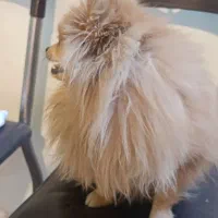 پامر خرسی|سگ|اصفهان, ناصرخسرو|دیوار