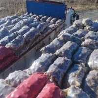 سلام سیب زمینی