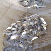 بچه ماهی کپور