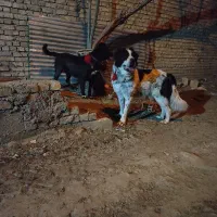 سگ درشت|سگ|ابریشم, |دیوار