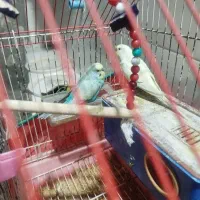 مرغ عشق همراه با قفس