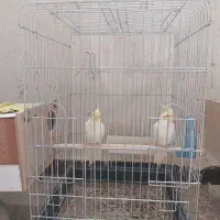 دوعدد عروس هلندی نر لوتینو ده ماهه|پرنده|اهواز, اهواز|دیوار