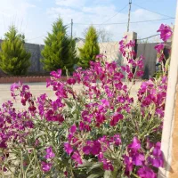 اجاره روزانه خانه ویلایی|اجارهٔ کوتاهمدت ویلا و باغ|گوراب زرمیخ, |دیوار