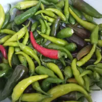 فلفل تیز