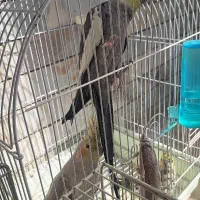 جفت عروس هلندی به شرط تخم