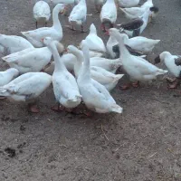 غاز محلی کاکلی