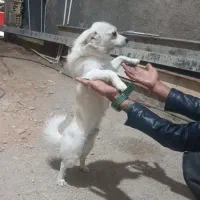 سگ پارمانین|سگ|خرمآباد, |دیوار