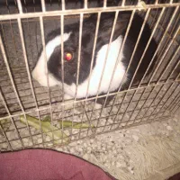 فروش خرگوش|موش و خرگوش|شیراز, فرودگاه شهید دستغیب شیراز|دیوار