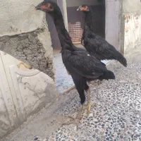 چهارعددجوجه لاری اصیل