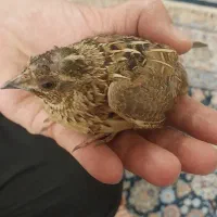 بلدر چین