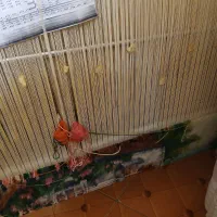 فروش تابلو فرش(فوری)