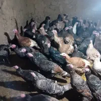 حیوانات بوقلمون اصل