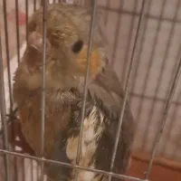 ۳عدد عروس هلندی سالم واکسن زده