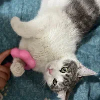 واگذاری رایگان|گربه|فولادشهر, B4|دیوار