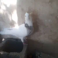 طوقی،ماده بسیار تمیز بدون پر غلط بسیار ناز