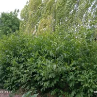 گردو محلی|حراج|فیرورق, |دیوار