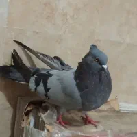 کبوتر