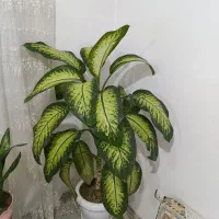 گل دیفن بزرگ و زیبا