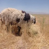 بره لاغر و کاه گندم محلی