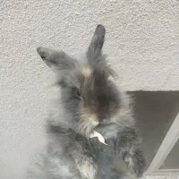 خرگوش|موش و خرگوش|زنجان, |دیوار