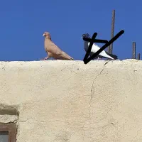 کبوتر رنگی|پرنده|اهواز, شهرک دانشگاه|دیوار