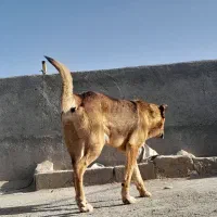 سگ نگهانی سرابی|سگ|رباط‌کریم, انجم آباد|دیوار