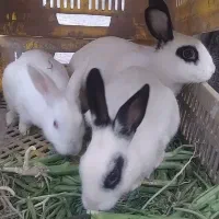 سه خرگوش با هم