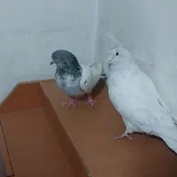 نرو ماده تهرانی