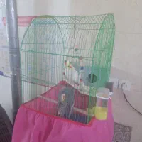 عروس هلندی