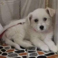 پاکوتا ۴ ماهه