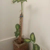 دیفن باخیا
