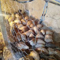 بلدرچین گوشتی