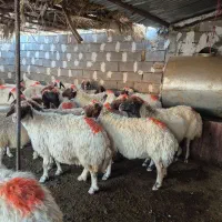۲۴عدد میش لری  سنجابی عشایری|حیوانات مزرعه|خرم‌آباد, |دیوار