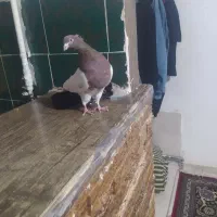 گوره کله ای