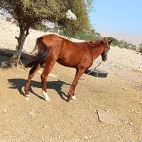 اسب سواری|اسب و تجهیزات اسبسواری|برازجان, |دیوار