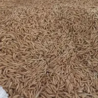 بذر فجر ۹۰ روزه