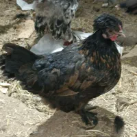 مرغ و خروس محلی و بوقلمون و اردک|حیوانات مزرعه|مشهد, گنبدواز|دیوار