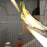 جفت عروس هلندی لوتینو مولد بیگ سایز تاج پرنسسی