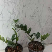 حراج زامفولیا|گل و گیاه طبیعی|سمنان, |دیوار