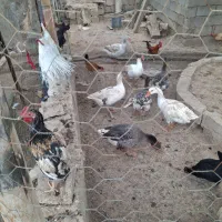 غازومرغ محلی